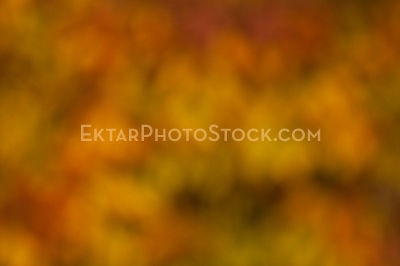 Orange abstract nature background of fall foliage