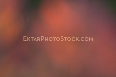 Orange red abstract nature background of fall foliage