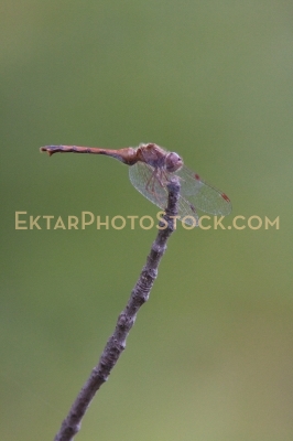 Red dragonfly ob a twig side view