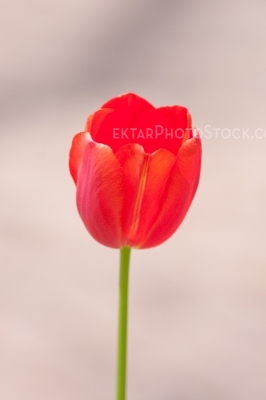 Red tulip on brown background