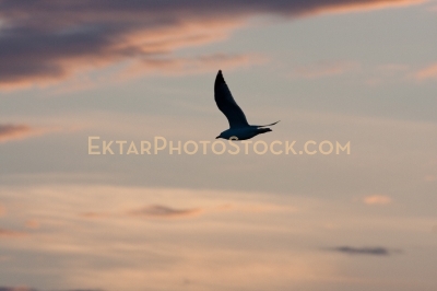 Seagull in flight sunset background