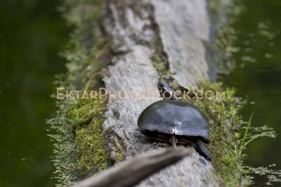 Small Turtle sunbathing on the log in the swamp back view