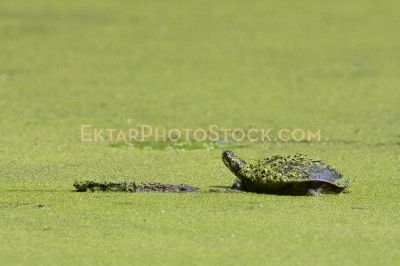 Small Turtle sunbathing on the log in the swamp green field