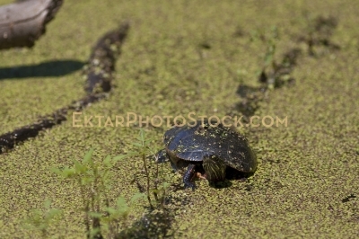 Small Turtle sunbathing on the log in the swamp green reeds