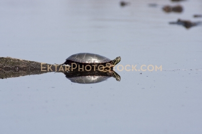 Small Turtle sunbathing on the log in the swamp reflection