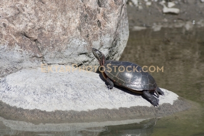 Small Turtle sunbathing on the rock