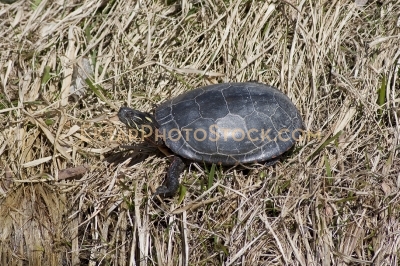 Small Turtle sunbathing on the shore grass