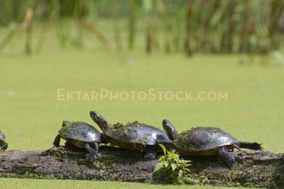 Three Small Turtles sunbathing on the log in the swamp reflectio