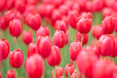 Tulips 7521
