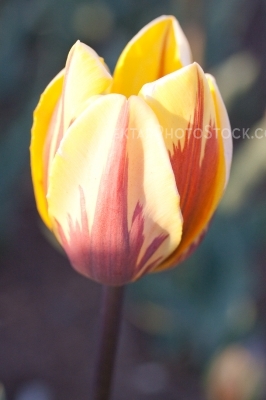 Tulips 7529