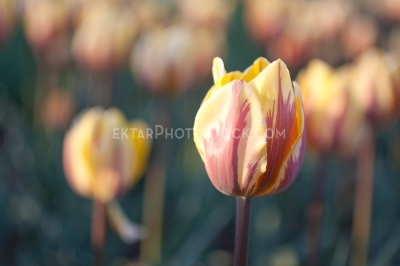 Tulips 7536