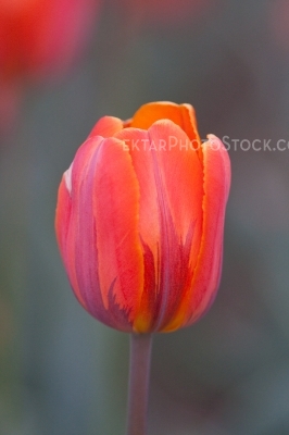 Tulips 7578