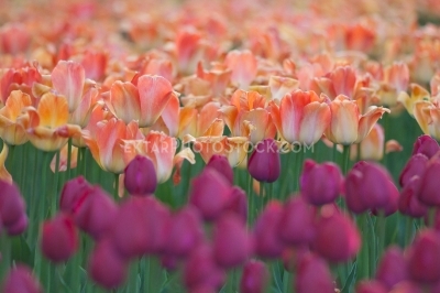 Tulips 7593