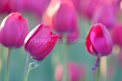 Tulips 7607