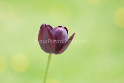 Tulips 7642