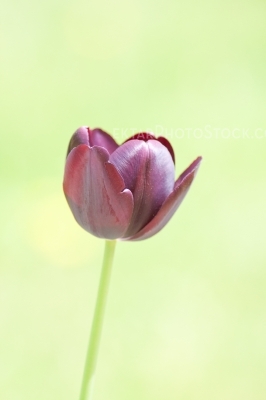 Tulips 7742