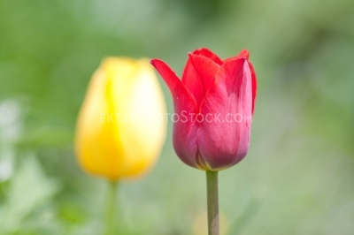 Tulips 7763