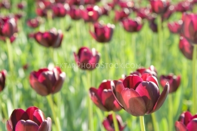 Tulips 7778
