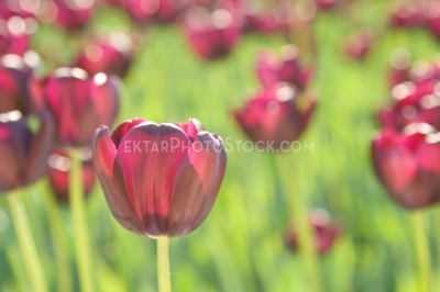 Tulips 7785