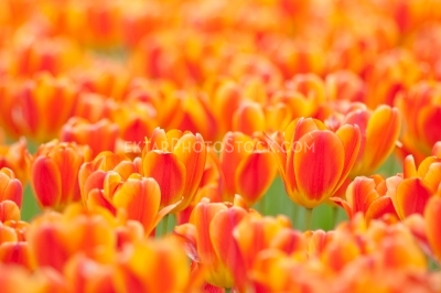 Tulips 7820