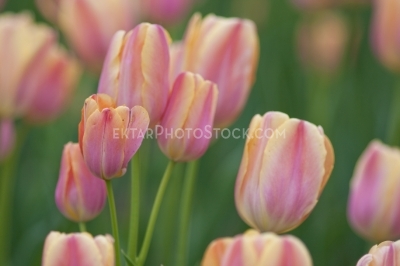 Tulips 7913