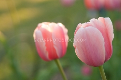 Two pink tulips couple