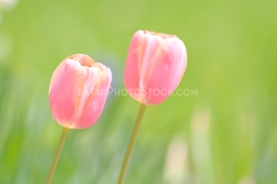 Two pink tulips on green background