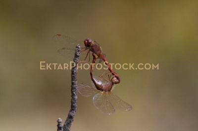 Two red dragoflies mating on a twig