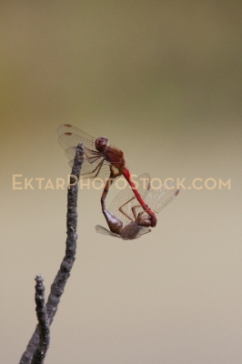 Two red dragoflies mating on a twig vertical