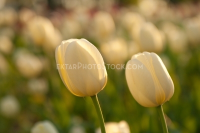 Two White tulips