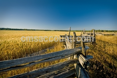 Wheat field. Coutry view. Manitoulin Island